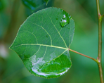 Poplar Grove Leaf